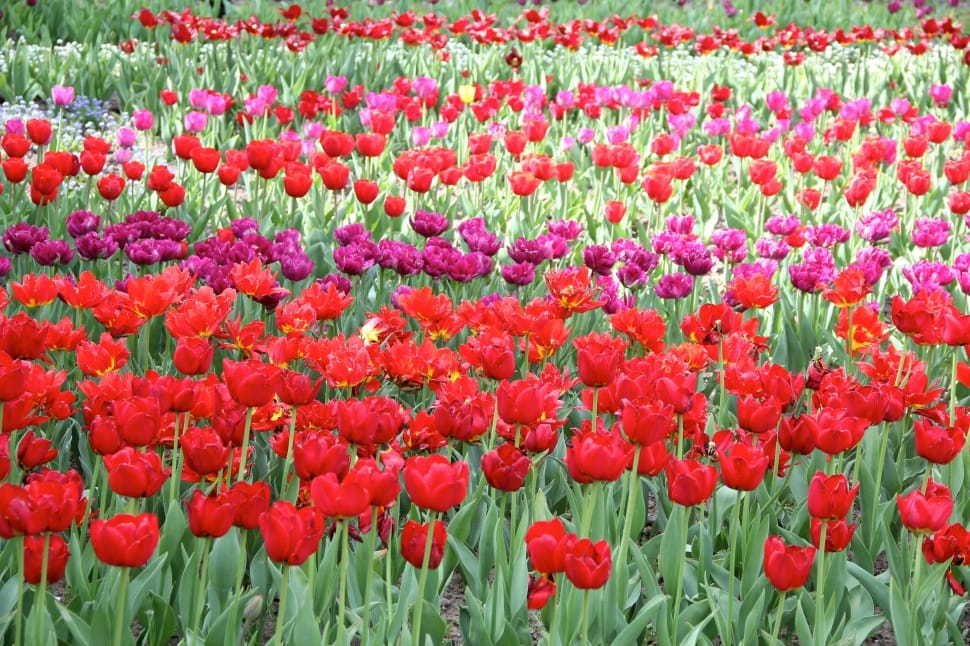 red pink and purple tulips preview