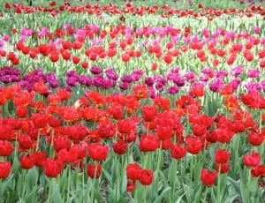 red pink and purple tulips thumbnail