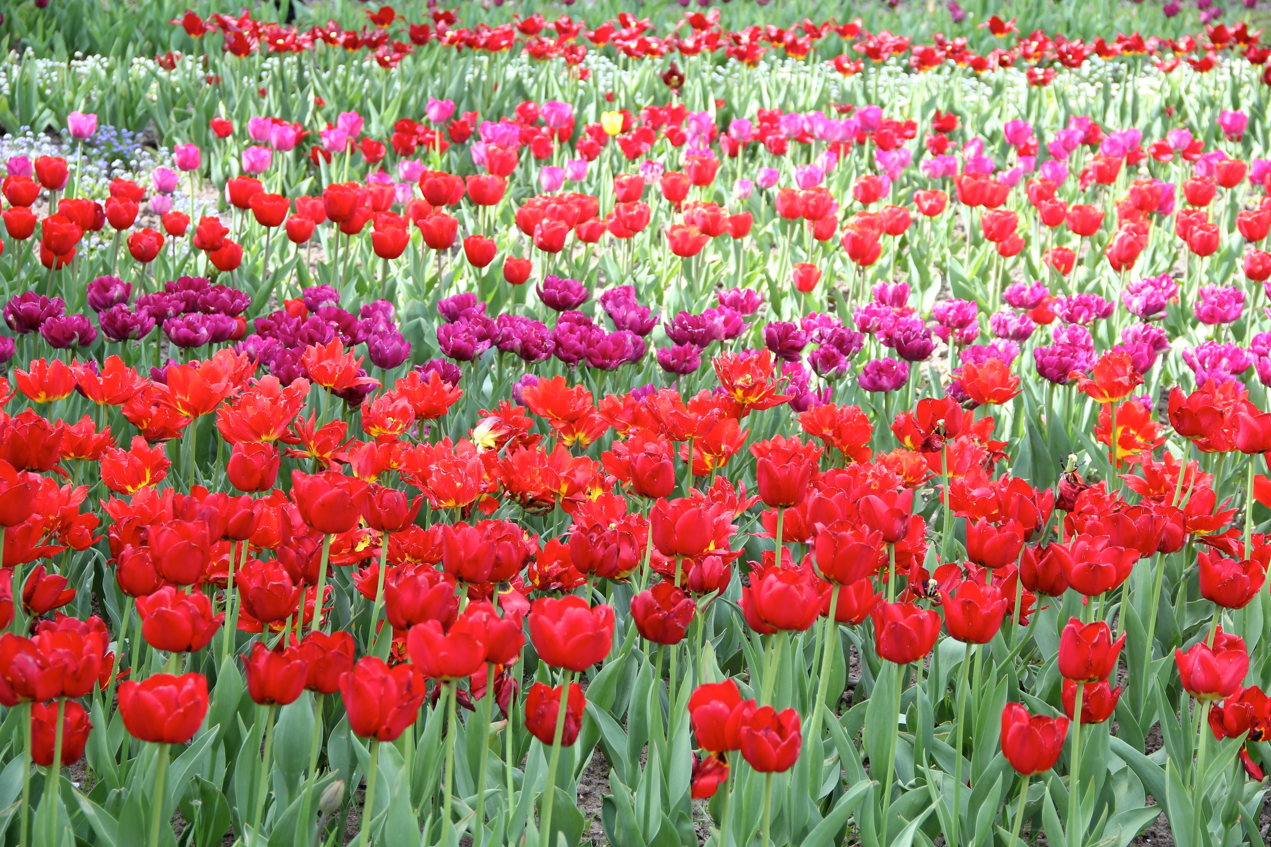 red pink and purple tulips