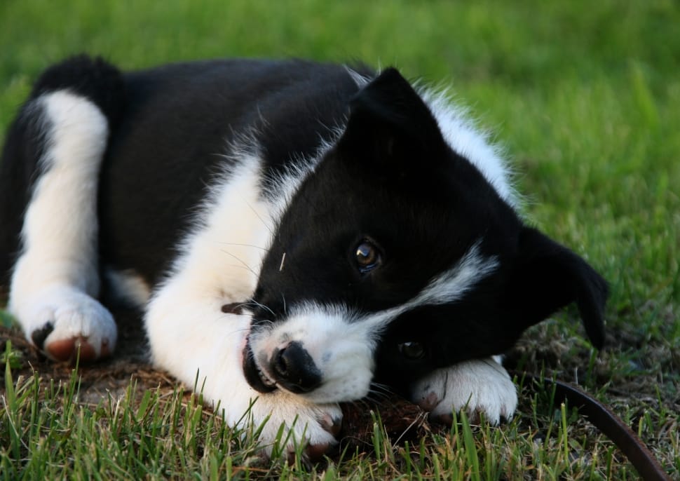 black and white short coat puppy preview