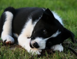 black and white short coat puppy thumbnail