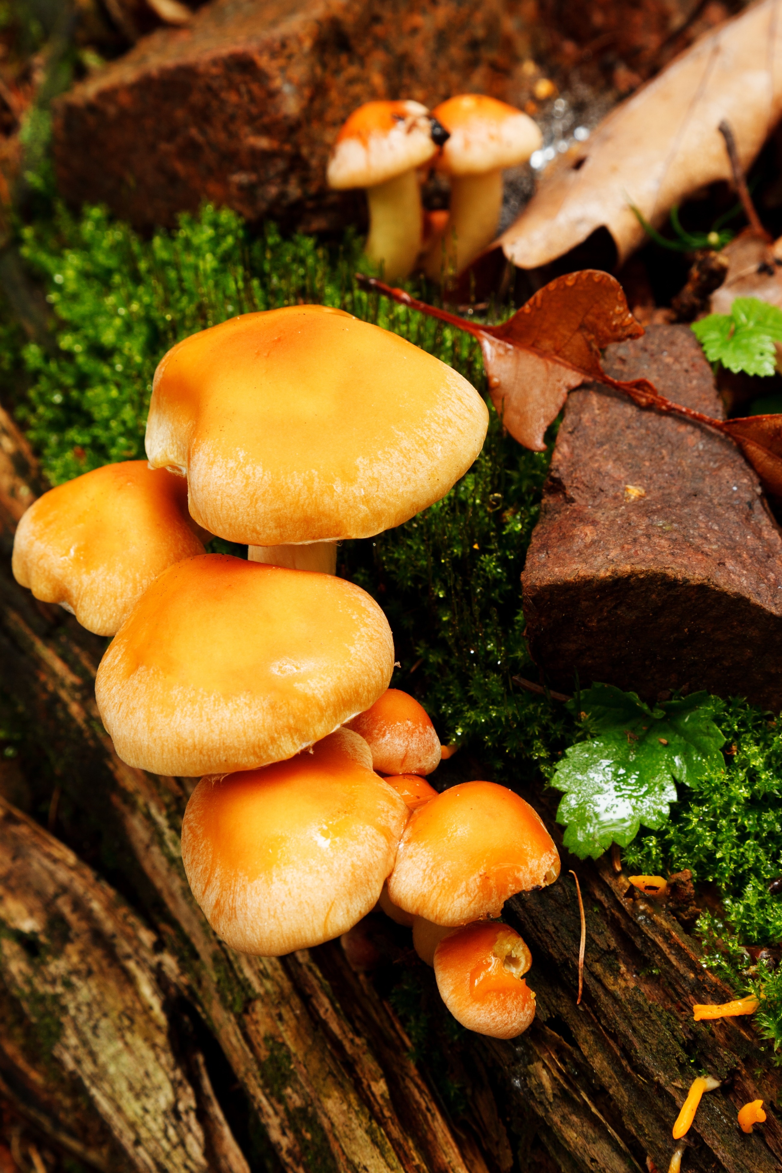 Съедобный. Лесные опята съедобные. Галика опенок осенний. Опята грибы. Опёнок осенний (Armillaria mellea).