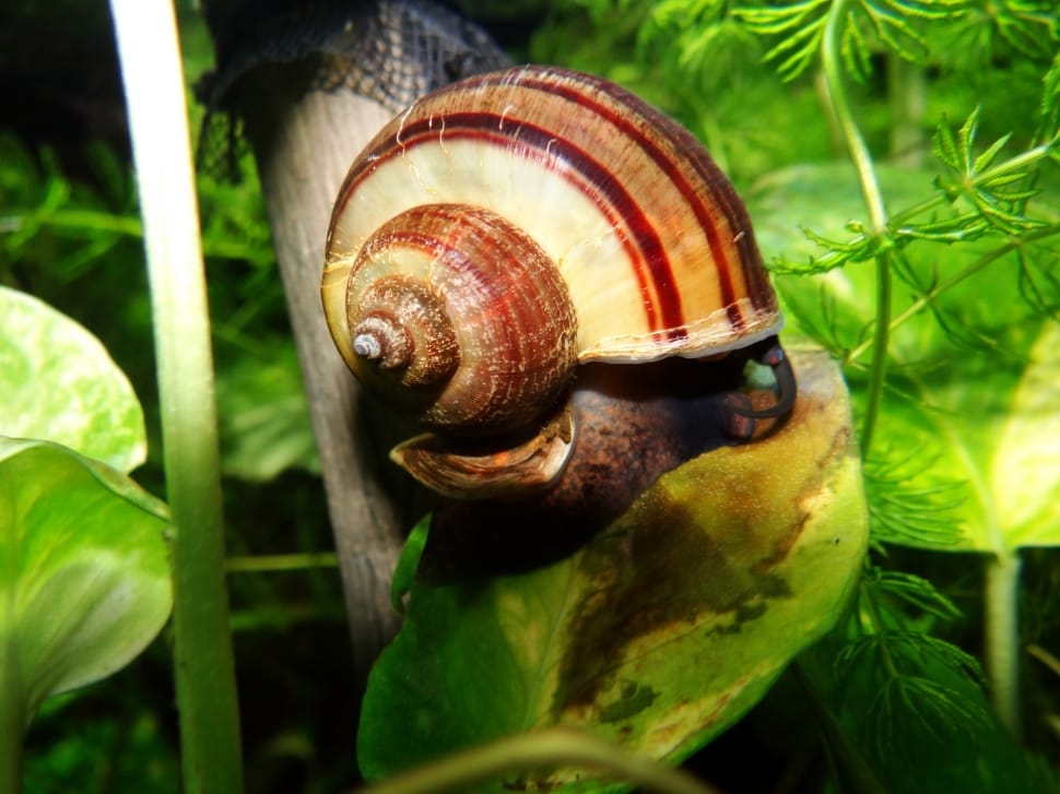 brown and white snail preview