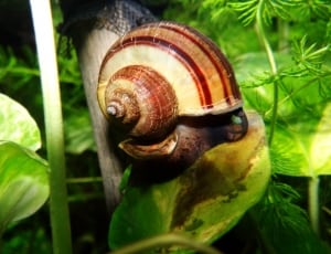 brown and white snail thumbnail
