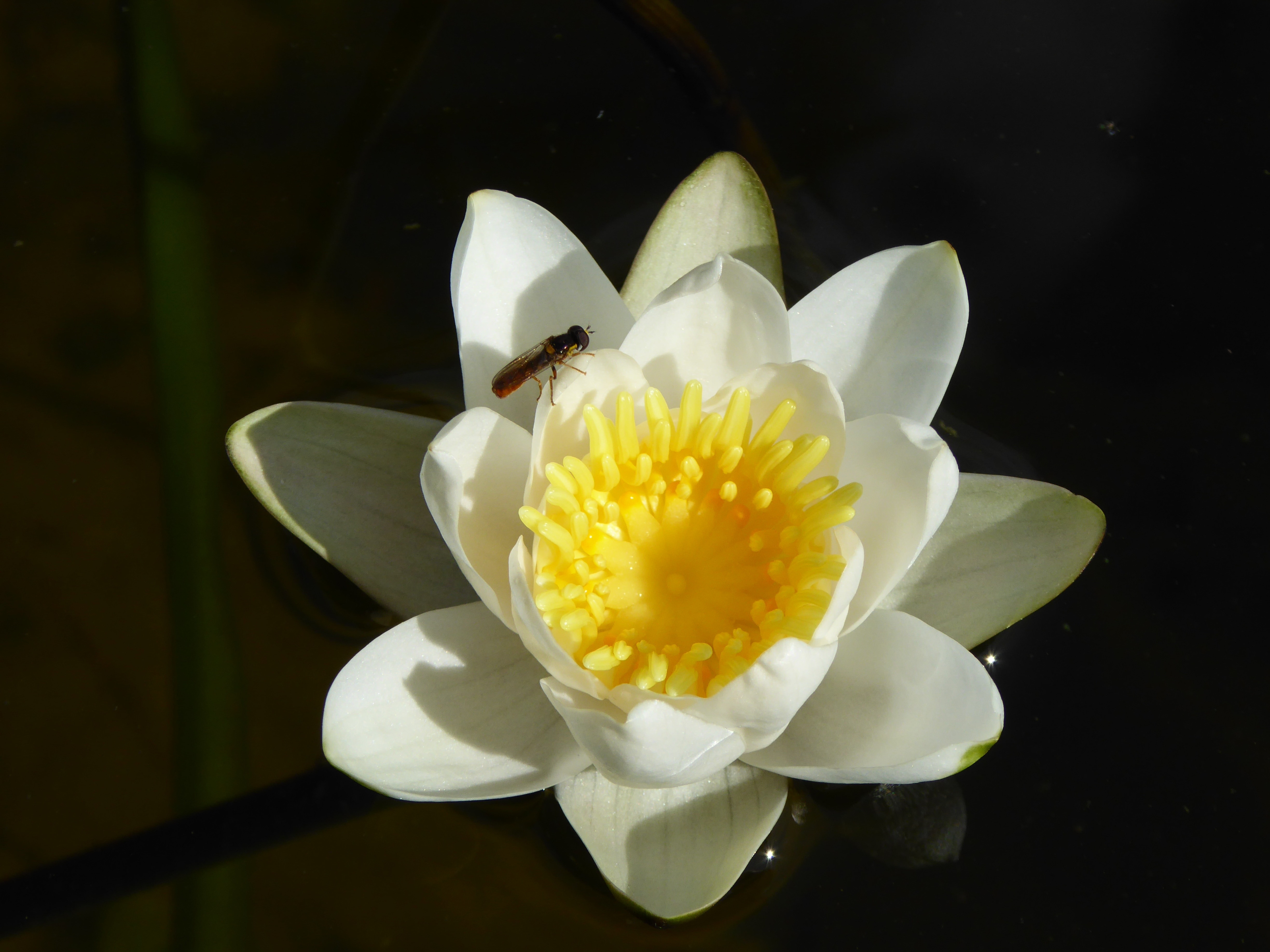 shallow focus of white and yellow flower