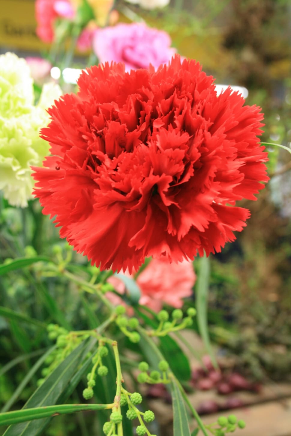 Red Carnation Close Up Photography Free Image Peakpx
