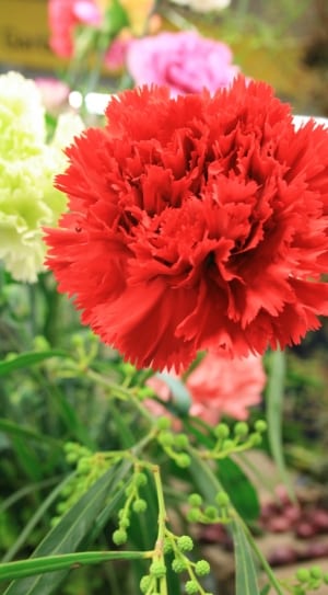 red carnation close up photography thumbnail