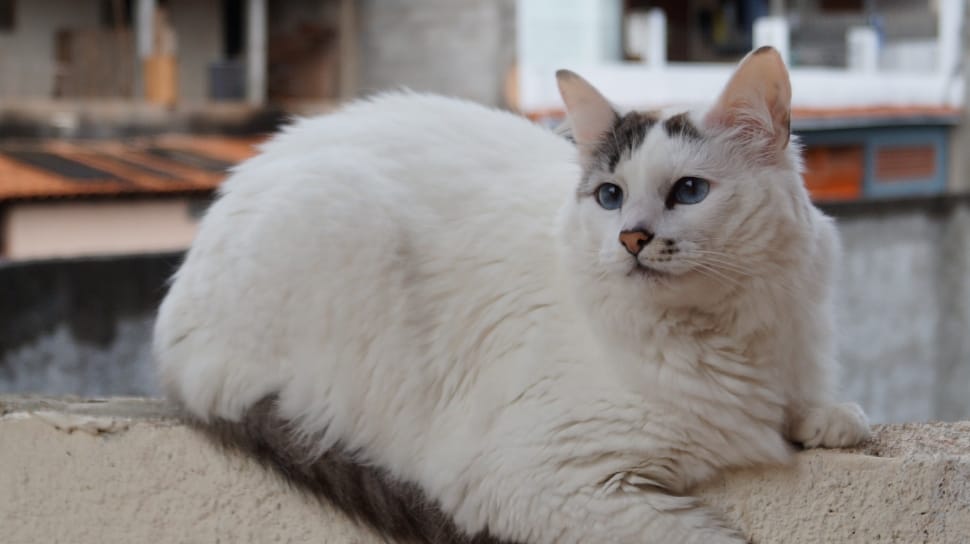 white and black cat preview