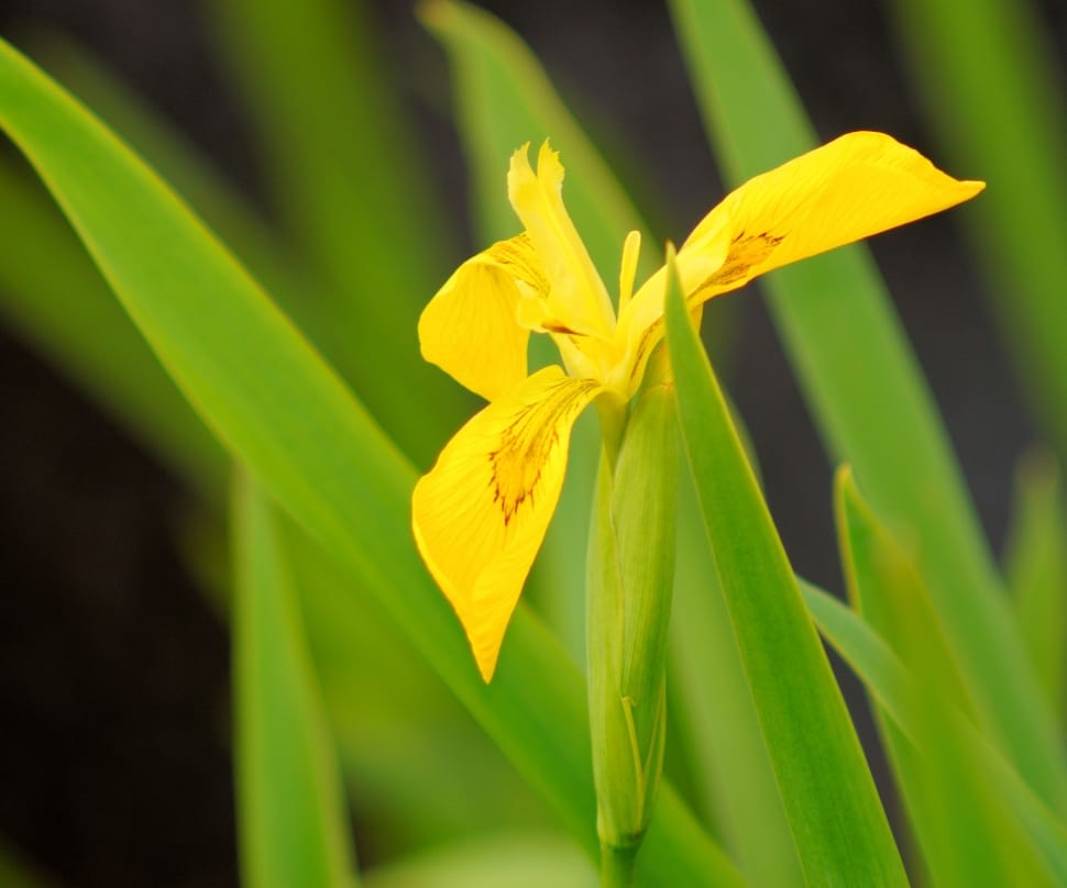 yellow reticulata iris preview