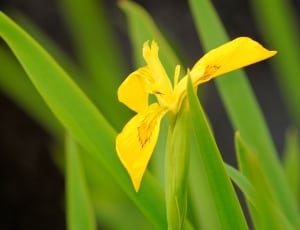yellow reticulata iris thumbnail