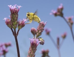 yellow bee on lavender flower \ thumbnail