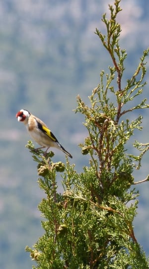 europian goldfinch thumbnail