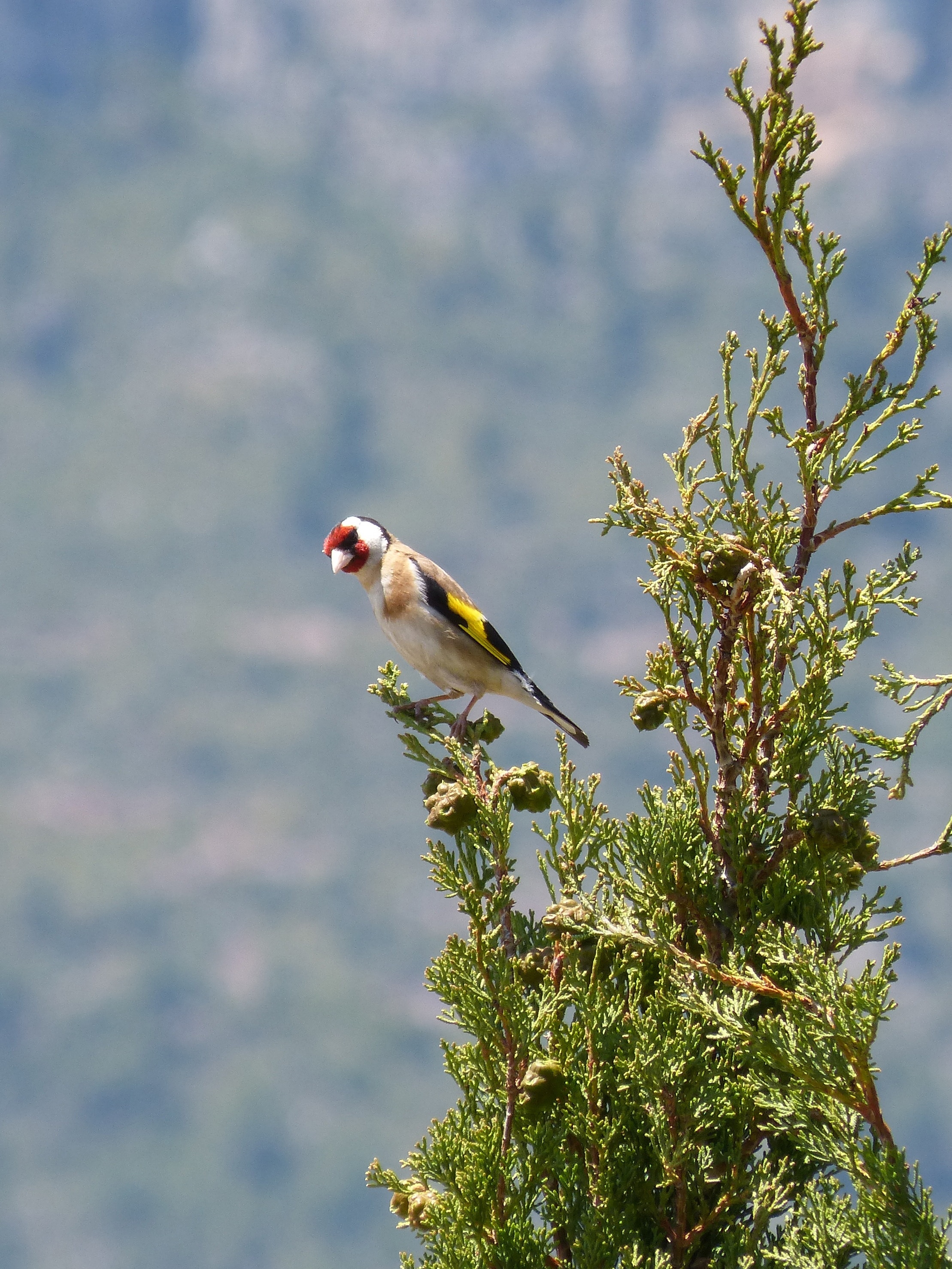europian goldfinch