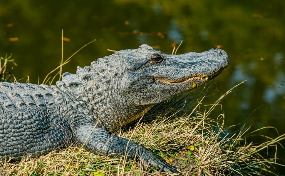 black crocodile preview