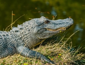 black crocodile thumbnail