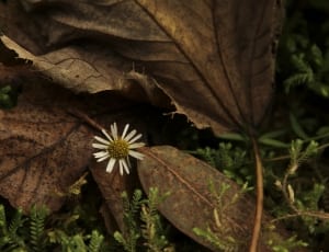 yellow daisy near a brown withered leaves thumbnail