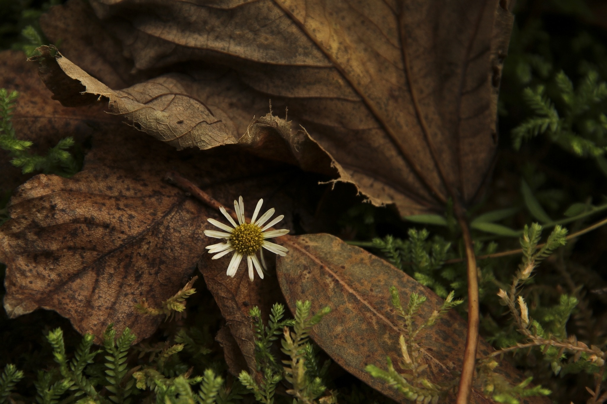 yellow daisy near a brown withered leaves