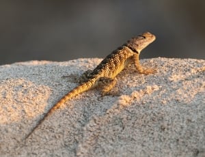 Desert Lizard thumbnail