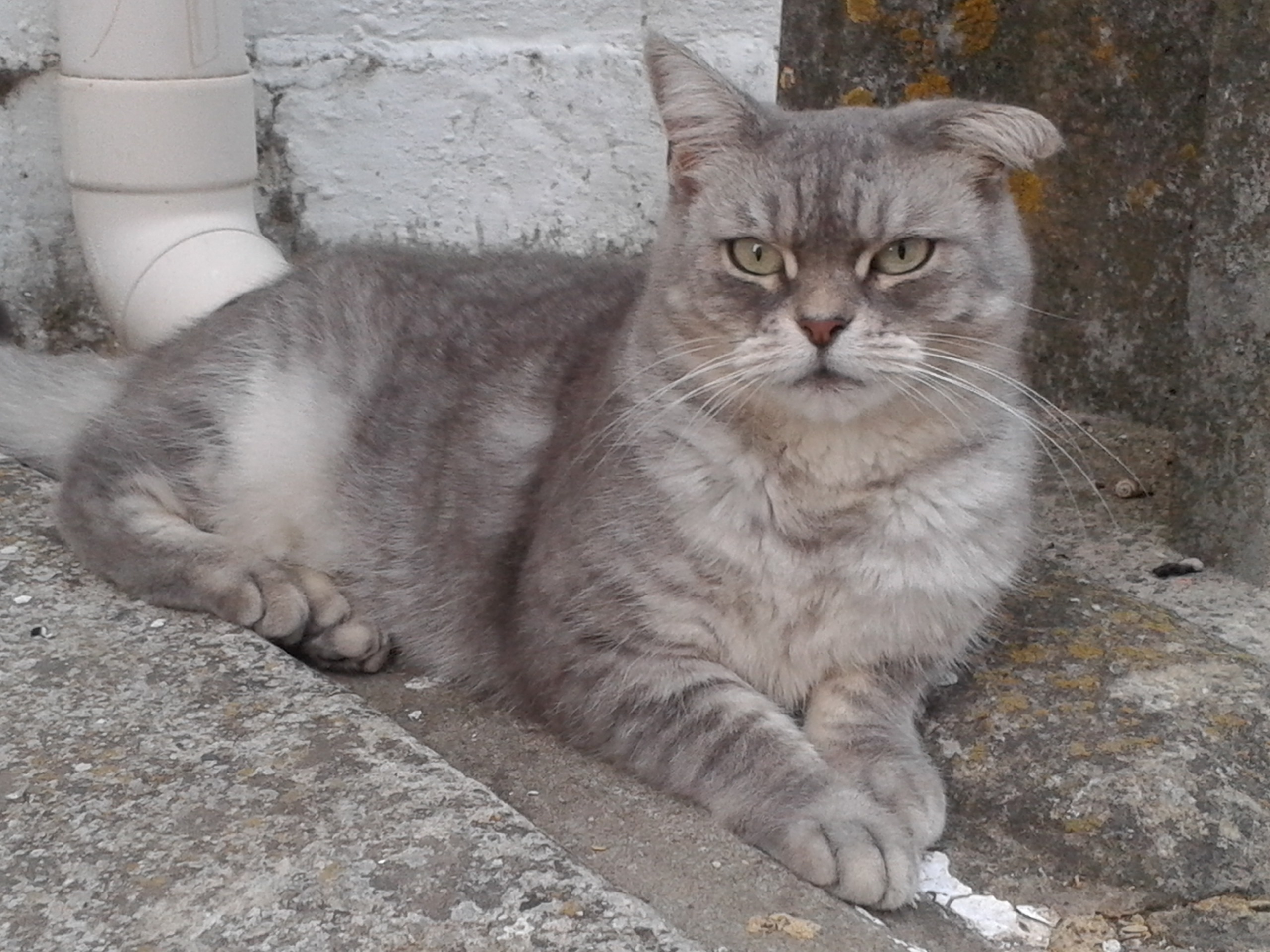 gray  and white cat