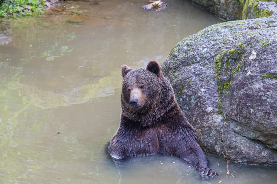brown bear in water preview