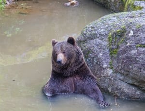 brown bear in water thumbnail