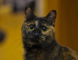 black and brown tabby cat thumbnail