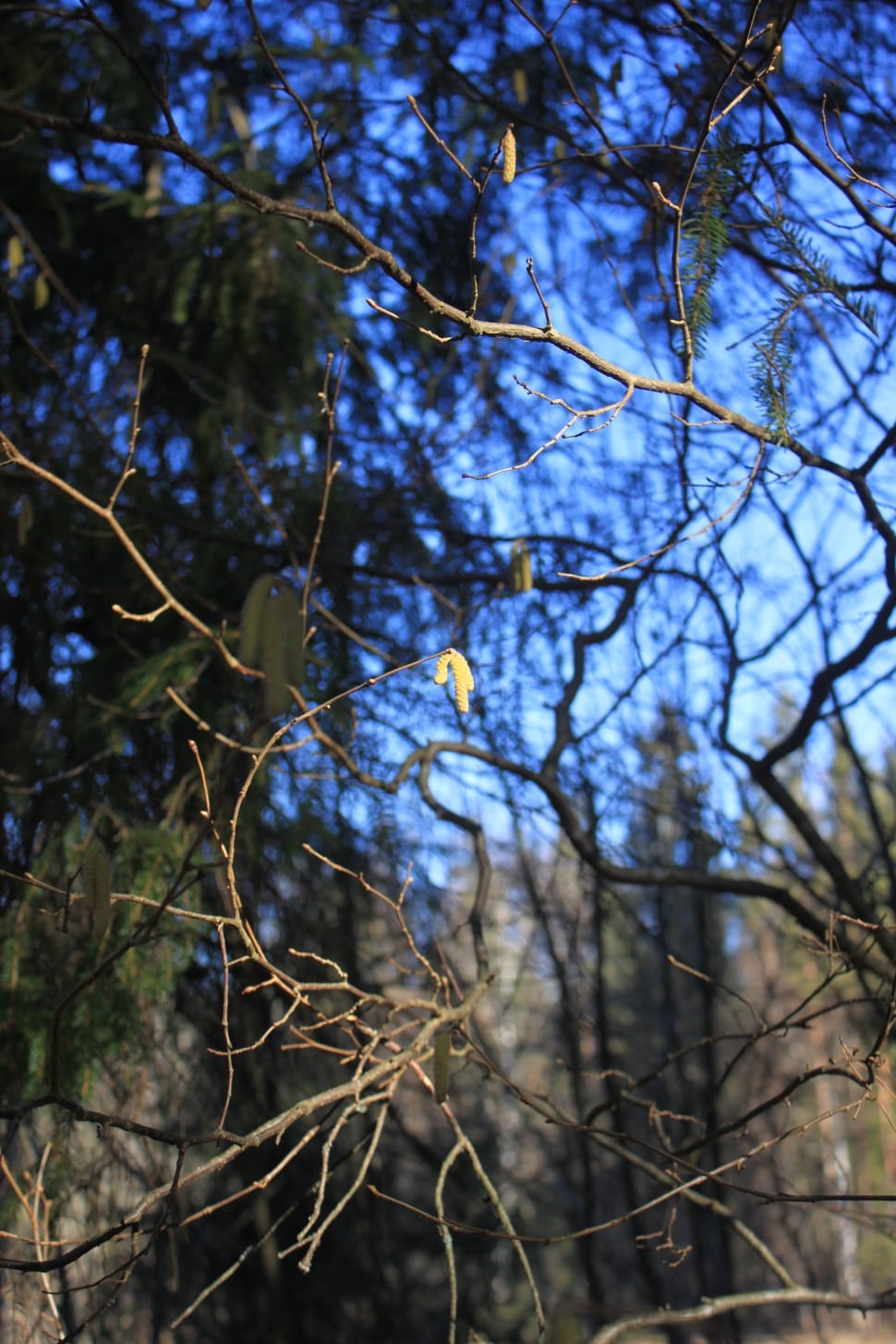 brown tree with no leafs preview