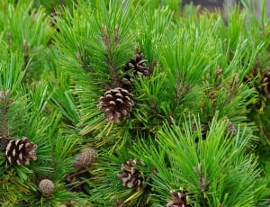 brown pine cones thumbnail