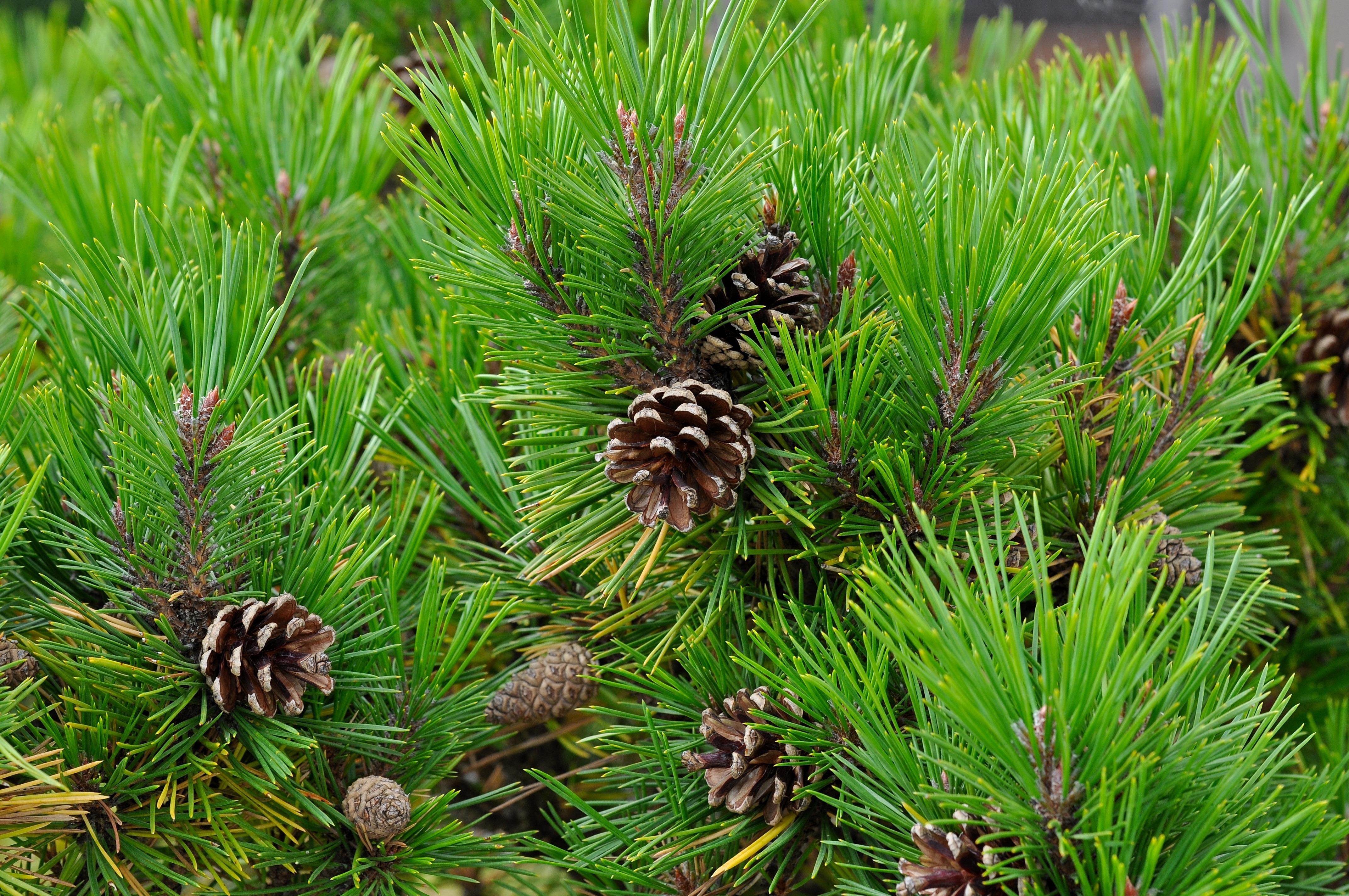 brown pine cones