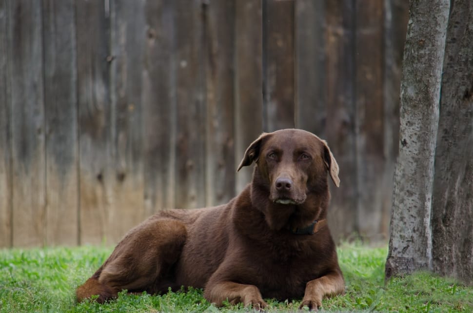 brown short coated large dog preview