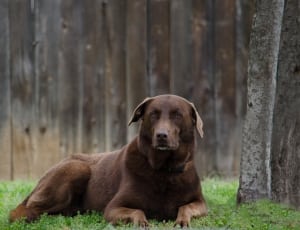 brown short coated large dog thumbnail