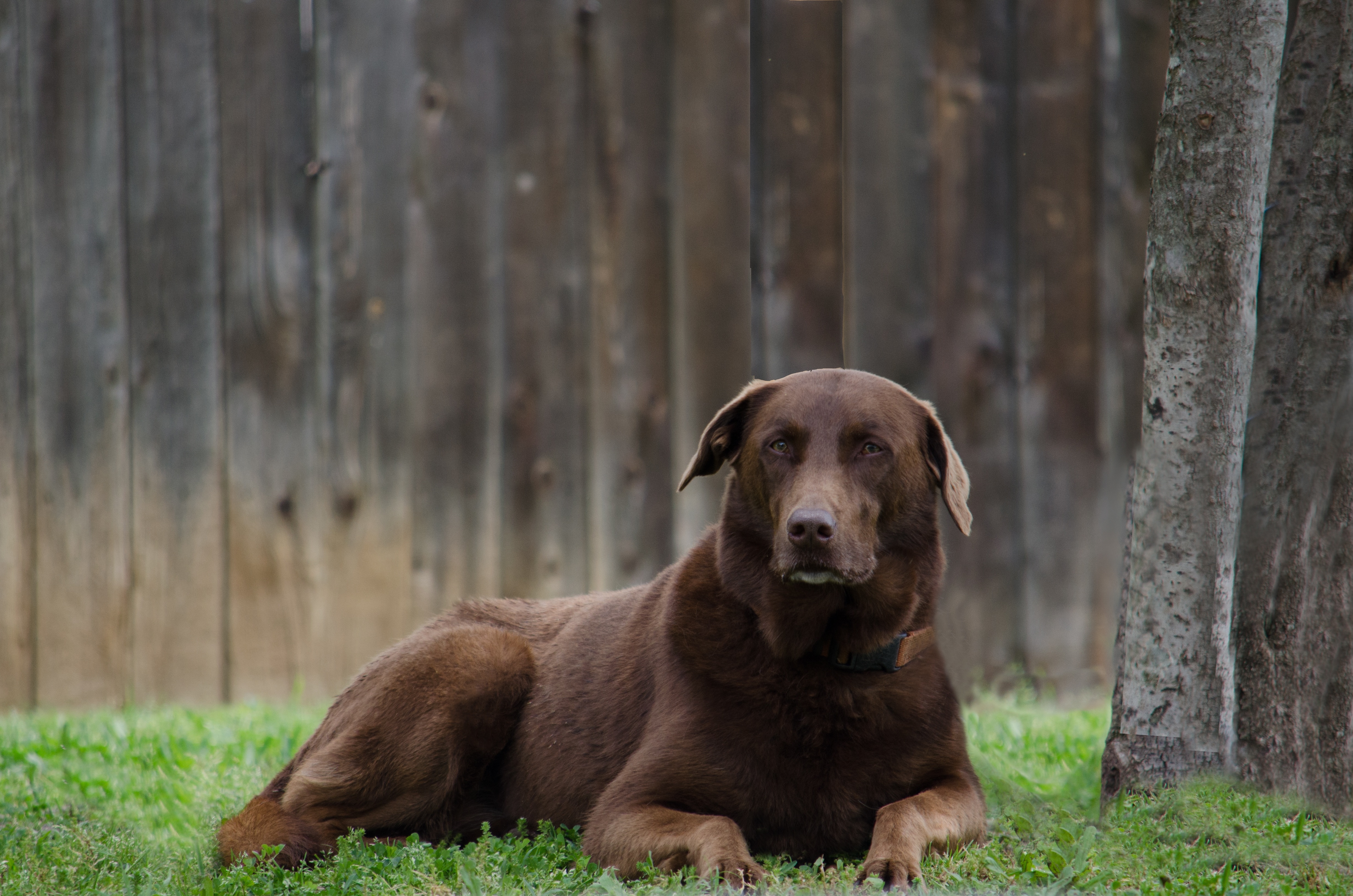 brown short coated large dog
