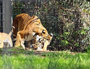 tiger and cubs thumbnail