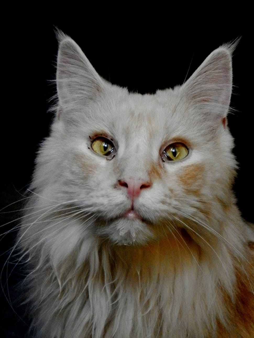 white long fur cat preview