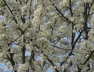 white tree blossom during daytime thumbnail