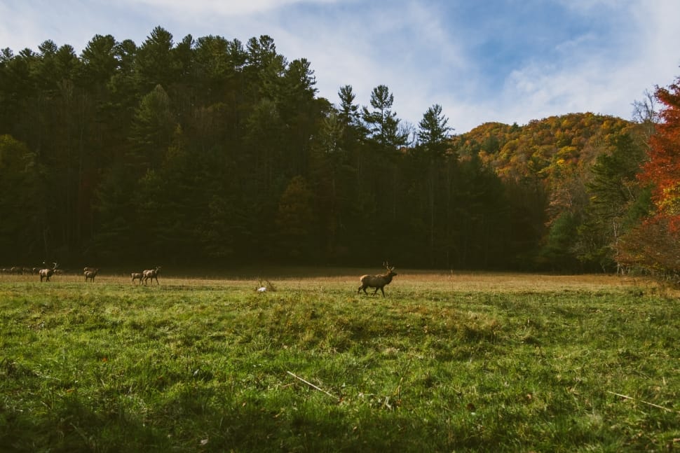 deer in green grass field surrounded by green trees preview