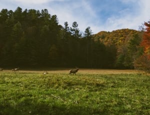 deer in green grass field surrounded by green trees thumbnail