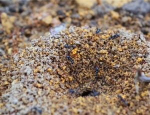 colony of ants thumbnail