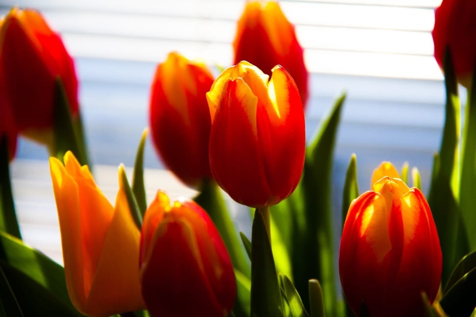orange tulips preview