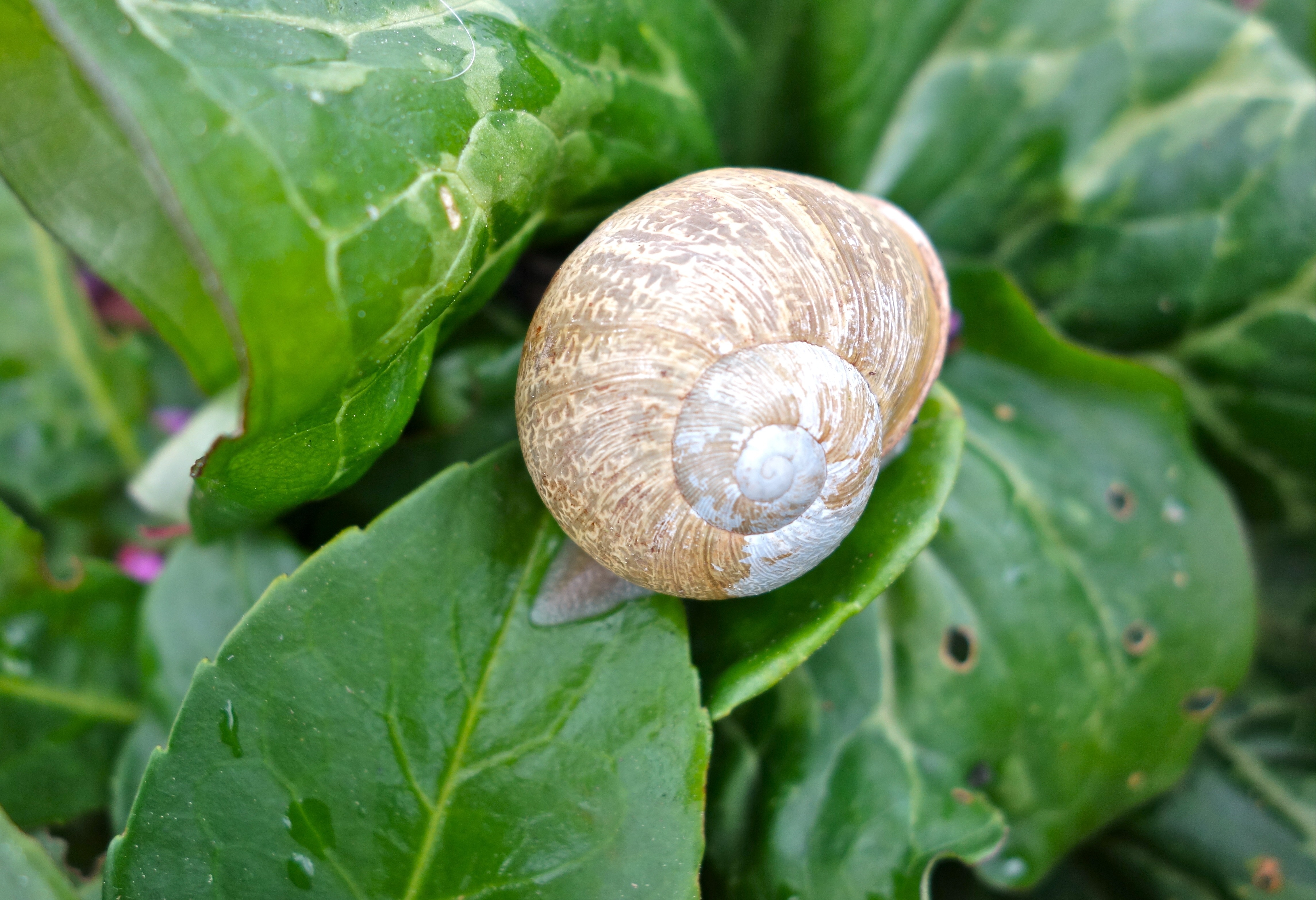 brown snail shell