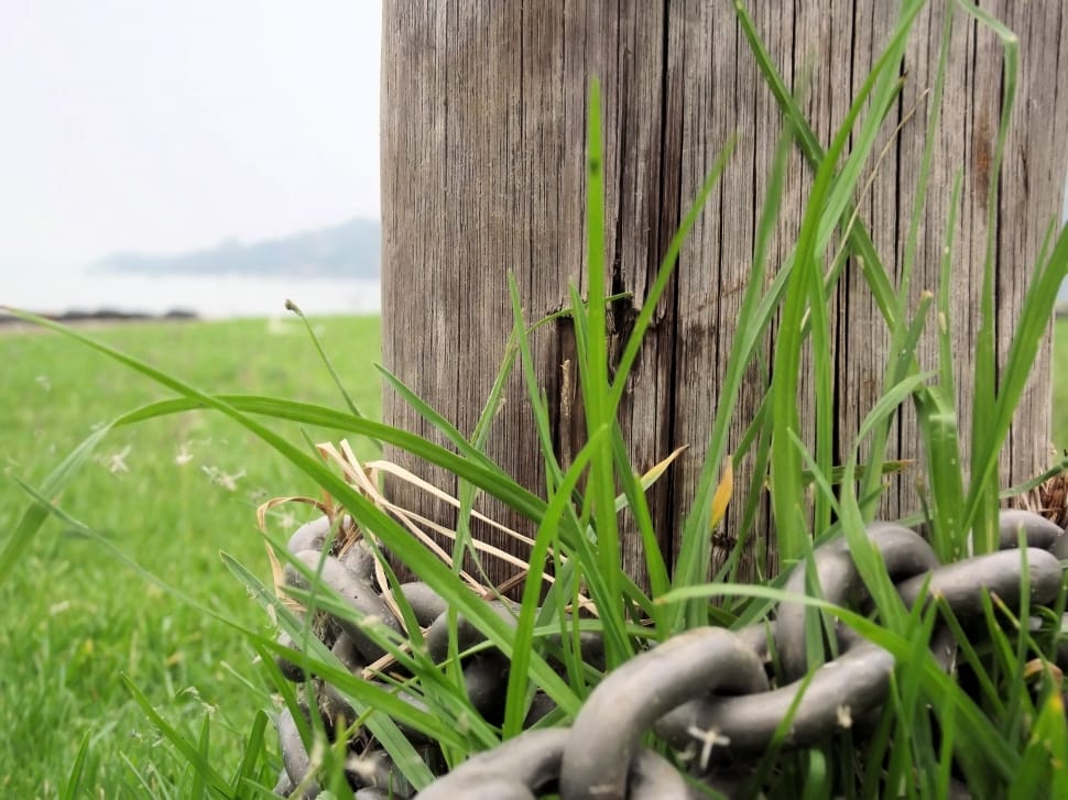 green grasses near wooden surface with chains preview