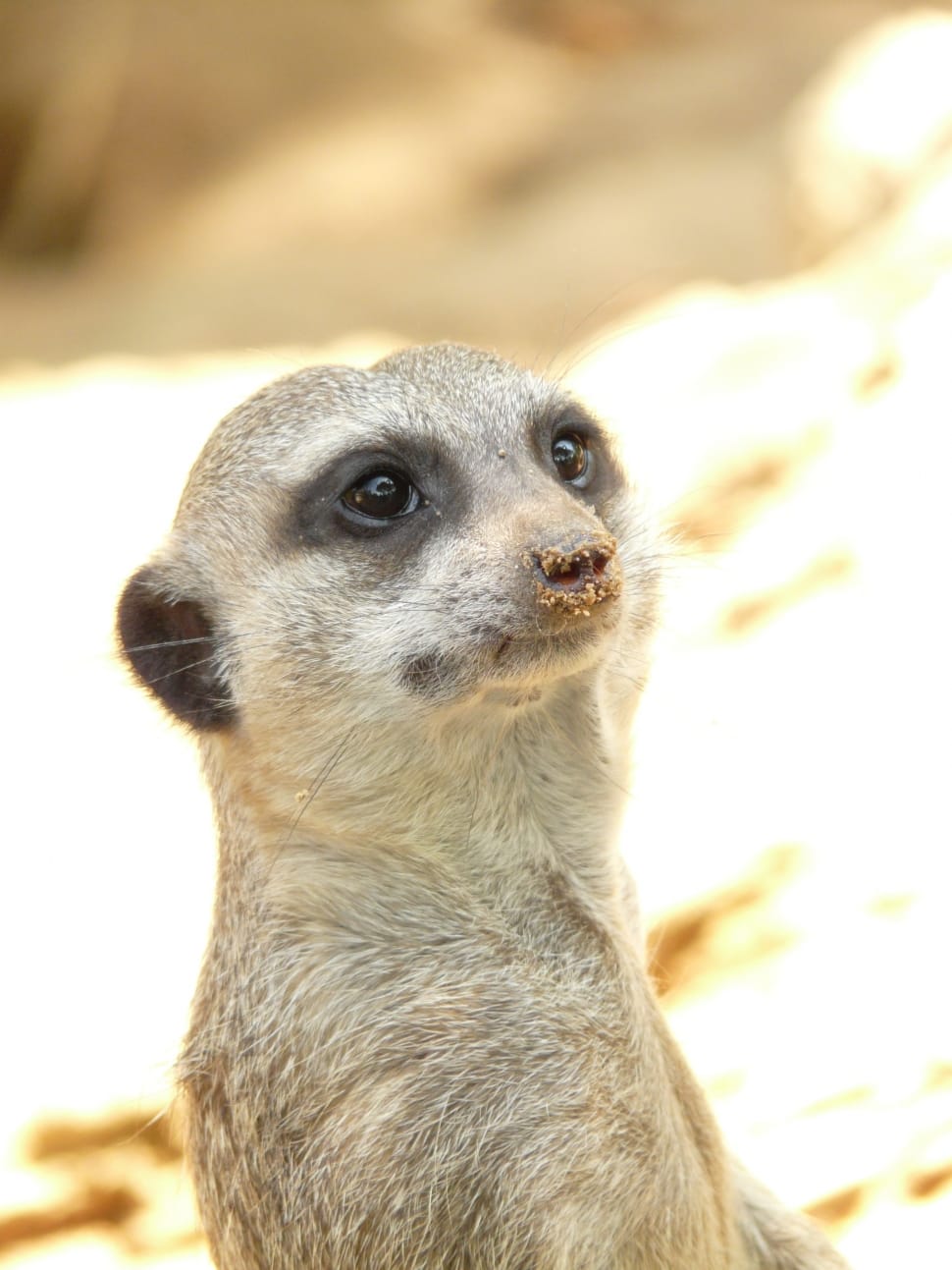 Meerkat, Animal, Mammal, Africa, Zoo, one animal, animal wildlife preview
