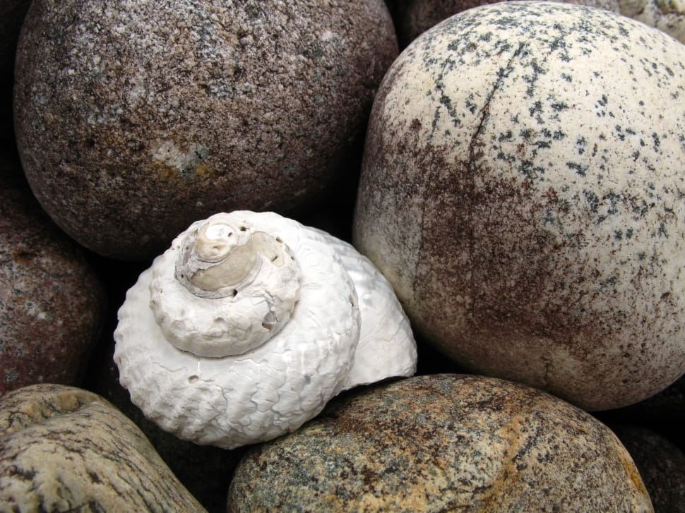 white hermit crab shell preview