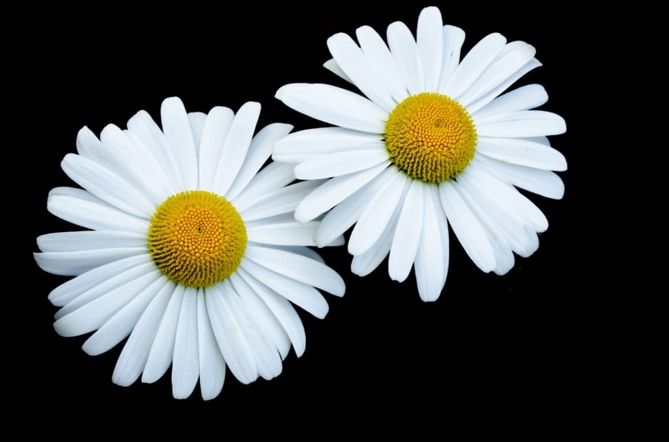 2 white and yellow daisy flowers preview