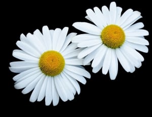 2 white and yellow daisy flowers thumbnail