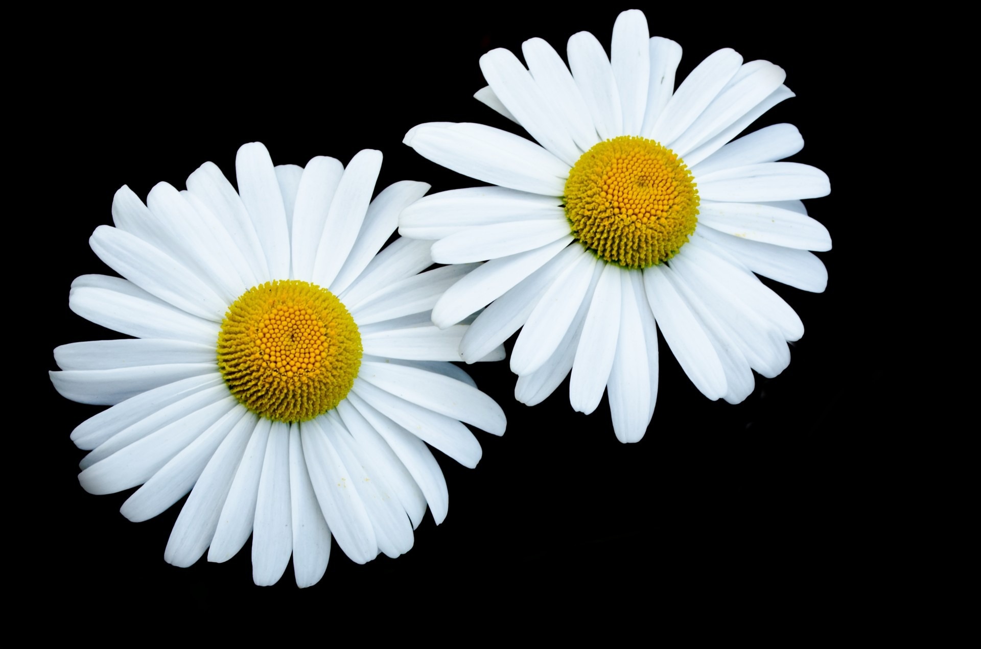 2 white and yellow daisy flowers