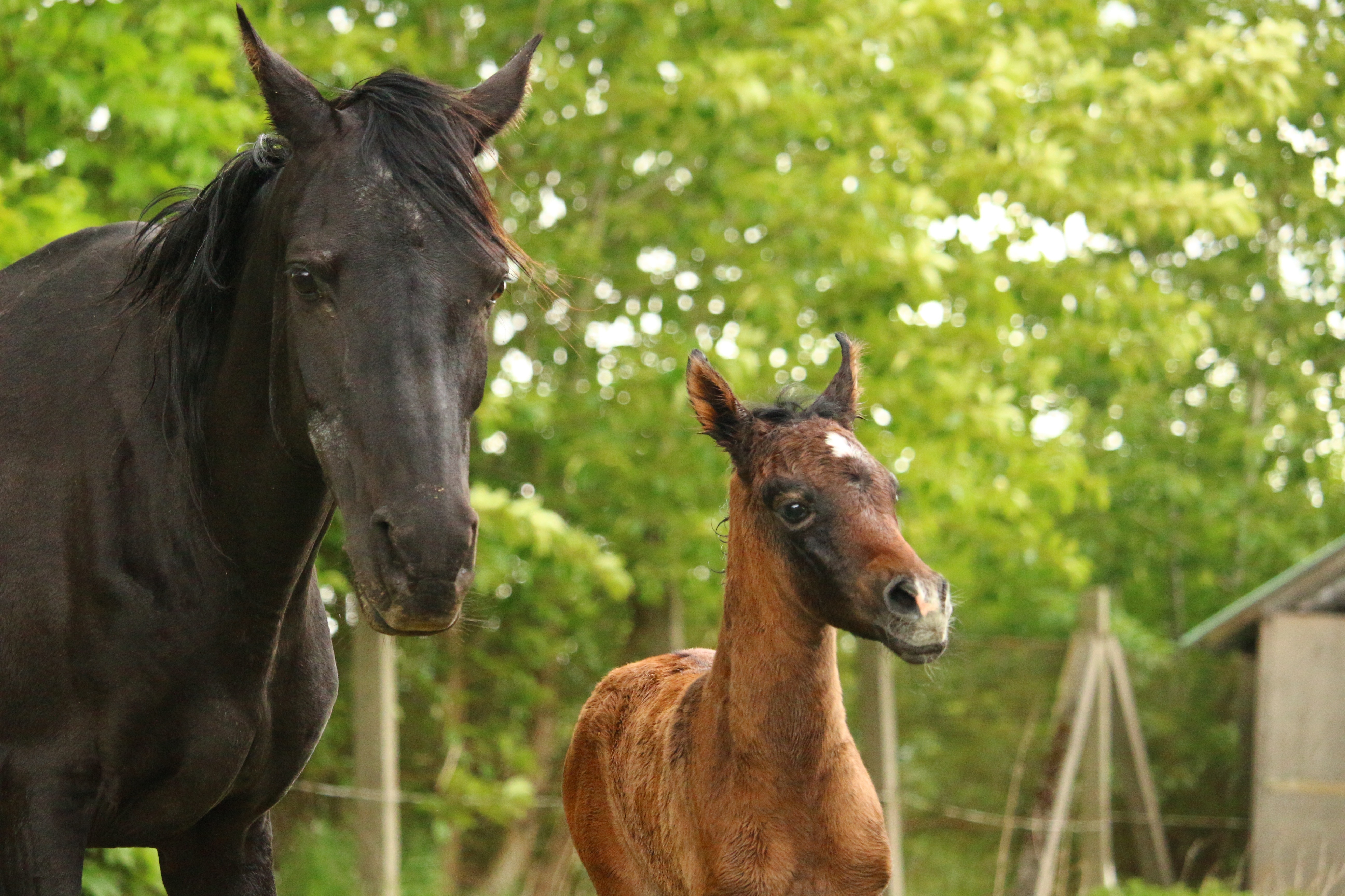 2 black and brown horses