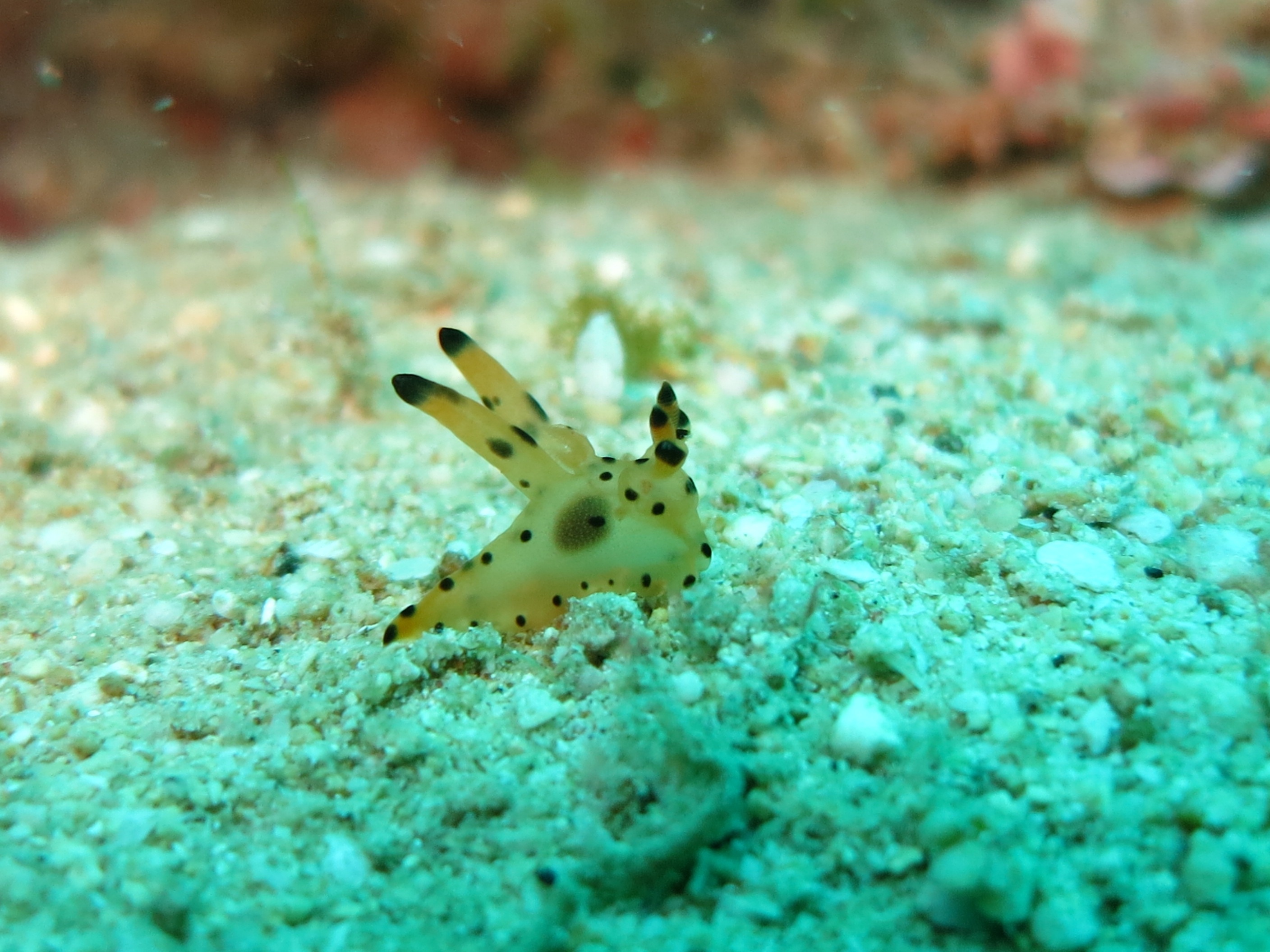 white black spotted crustacean