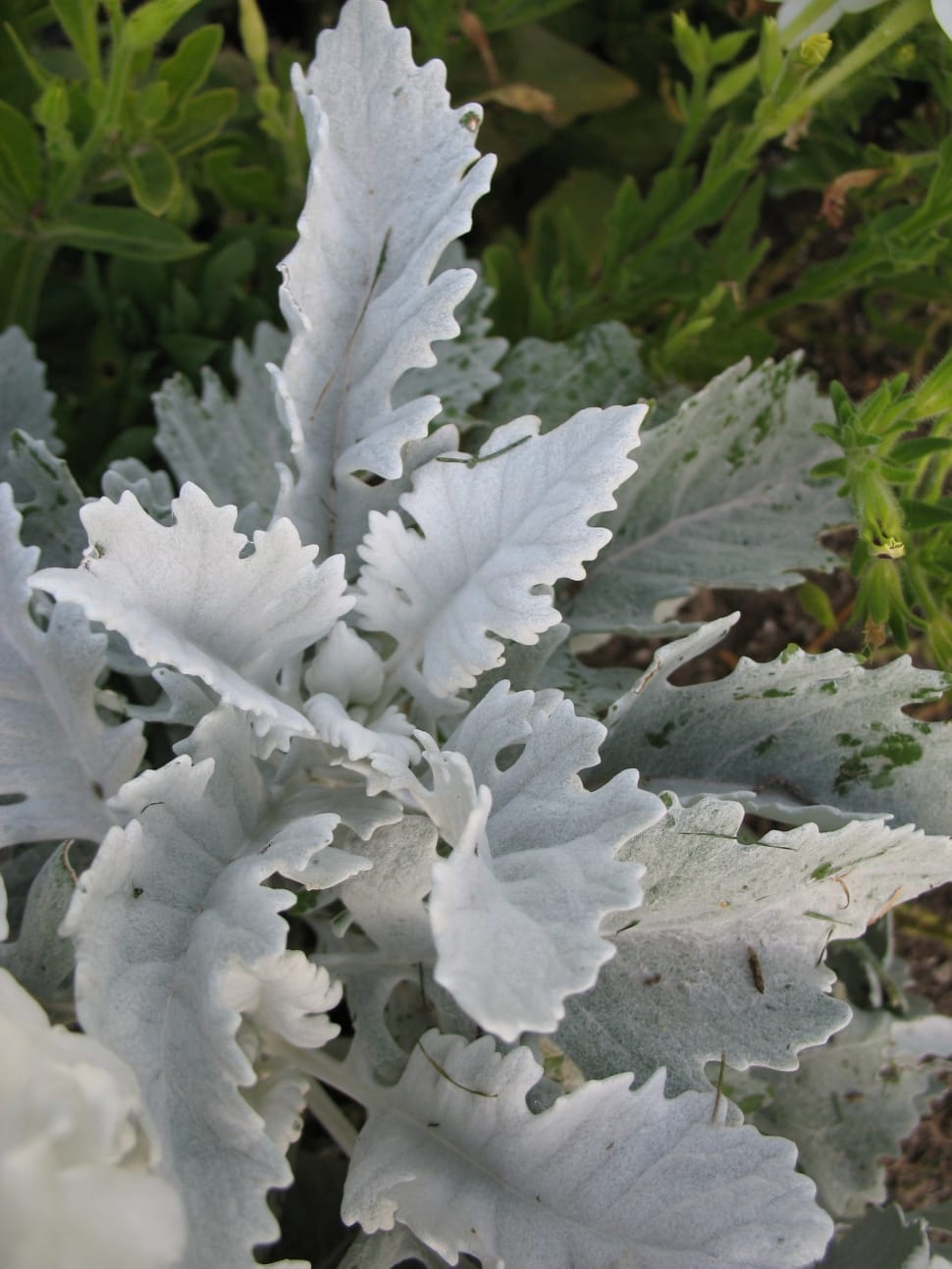 white frosted plant preview