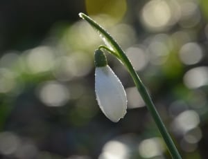 white snowdrop flower thumbnail